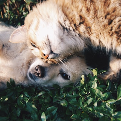 Pet care